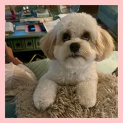 Cavachon Puppies from Designer Mountain Mutts
