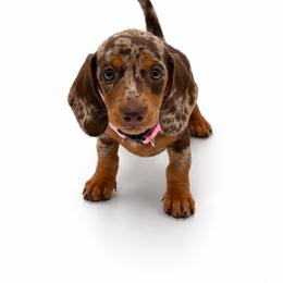 Violet - Dapple female Dachshund puppy in Illinois from William Rotsaert