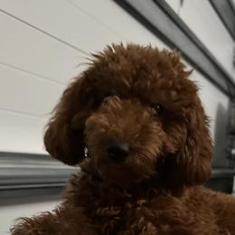 Coco - Poodle