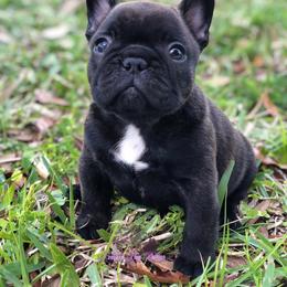 French Bulldog Puppies from Crooked Pine French Bulldogs