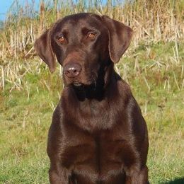 Labrador Retriever adult dog