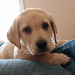 Labrador Retriever Puppies from Top Gun Retrieverz