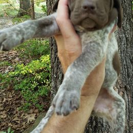 German Shorthaired Pointers from Saluda River Kennels, LLC