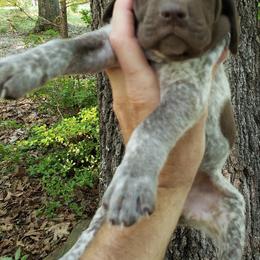 German Shorthaired Pointers from Saluda River Kennels, LLC