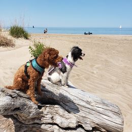 Poodle All Grown Up from M & M Poodles