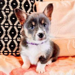 Sweet Potato - Blue female Pembroke Welsh Corgi puppy in Norman, Oklahoma from Charm Farm Corgis