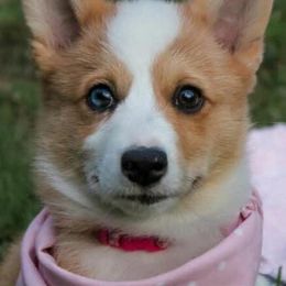 American Corgis, Goldendoodles, and Pembroke Welsh Corgis from Congrove Corgis and Doodles