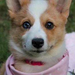 American Corgis, Goldendoodles, and Pembroke Welsh Corgis from Congrove Corgis and Doodles