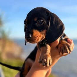 Black and tan boy - Black and tan male Dachshund puppy in Lemon Grove, California from GMZ Doxies SD