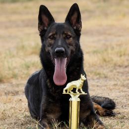 Q - German Shepherd