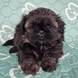 Luca - Black and tan male Shih Tzu puppy in Waynesboro, Pennsylvania from Big Win Shih Tzus