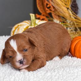 Brianna - Red female Cavapoo puppy in Gap, Pennsylvania from Country View Puppies ( License 18816)