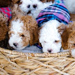 Poodle Puppies from Doodle Puppy Parti