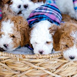 Poodle Puppies from Doodle Puppy Parti