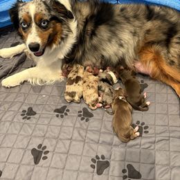 Miniature American Shepherd puppies from Roeboat Aussies