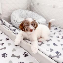 Maple - Merle female Goldendoodle puppy in Greencastle, Indiana from Willow & Co.