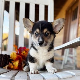 Taylor - Black and tan female Pembroke Welsh Corgi puppy in El Dorado Springs, Missouri from Trixie Dixie