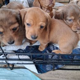 Girl 3 - Dapple female Dachshund puppy in Farmerville, Louisiana from Hancock House of Basset Hounds & Mini Dachshunds