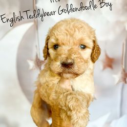 Tito English Teddybear - Apricot male Goldendoodle puppy in Grove, Oklahoma from Guinn Family Farms