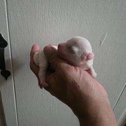 Diva - White female Poodle puppy in Lawton, Oklahoma from My Precious Toy Poodles
