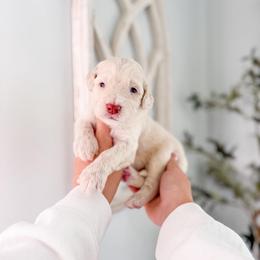 Beaumont - Cream male Goldendoodle puppy in Greencastle, Indiana from Willow & Co.
