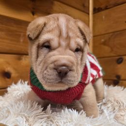 Tiny Red blue collar - Red fawn female Chinese Shar-Pei puppy in Rome, Pennsylvania from Maynard Hills Chinese Sharpeis