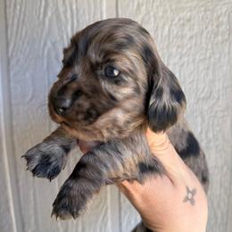 Oatmeal raisin - Dapple female Dachshund puppy in New Mexico from Long Dog Ranch