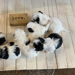 Mal-Shi Puppies from Kelli Hickman