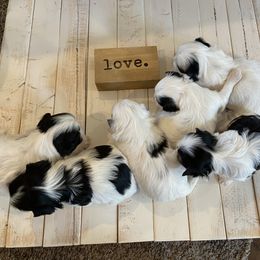 Mal-Shi Puppies from Kelli Hickman