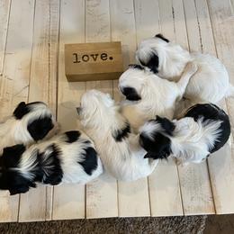 Mal-Shi Puppies from Kelli Hickman