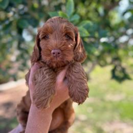 Thumbelina - Caramel red female Australian Labradoodle puppy in Riverside, California from Sycamore Canyon Labradoodle