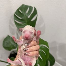 Sugarplum 3800 - Cream female Dachshund puppy in Winter Haven, Florida from Dreamwork Dachshunds