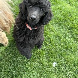 Poodle Puppies from A Stone’s Throw Farm