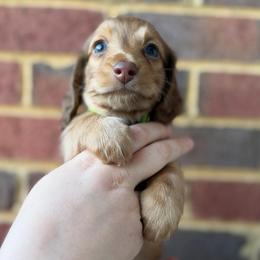 Grover - Chocolate and tan male Dachshund puppy in Loganville, Georgia from Royal Dackel Haus
