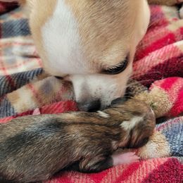Chihuahuas from Waynerae Chihuahuas