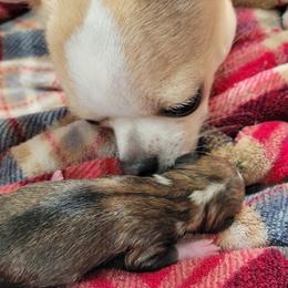 Chihuahuas from Waynerae Chihuahuas