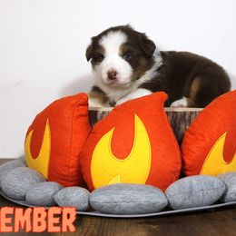 Australian Shepherd Puppies from Starlit Grove Australian Shepherds