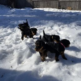 Welsh Terrier Puppies from Snow Dragon Welsh Terriers