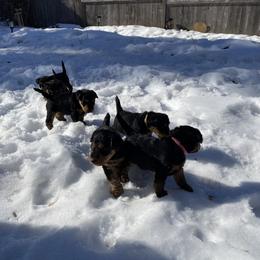 Welsh Terrier Puppies from Snow Dragon Welsh Terriers