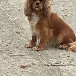 Skylar - Cavalier King Charles Spaniel