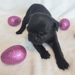 Girl 4 - Black female Pug puppy in Blountsville, Alabama from Rock Springs Pugs