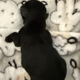 Jolie - Black female Shih Tzu puppy in Tallahassee, Florida from Bows and Bow Ties