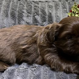 Shih Tzu Puppies from Hilltop Shih Tzus