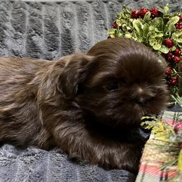 Shih Tzu Puppies from Hilltop Shih Tzus