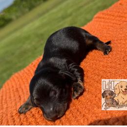 Dachshund Puppies from L&L Dachshunds
