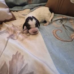 Girl 3 - Liver white and tan female English Springer Spaniel puppy in Socorro, New Mexico from Huntin' Buddies