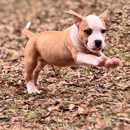 Male 5 - Red male American Staffordshire Terrier puppy in St. Augustine, Florida from LBK & Ancient City