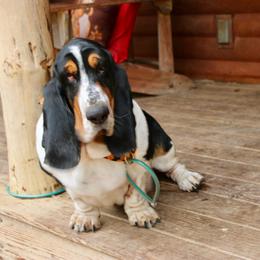 Lumpy - Basset Hound