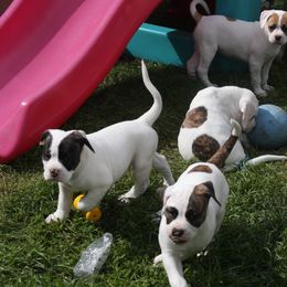 American Bulldog Puppies from Ferocia Kennels