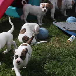 American Bulldog Puppies from Ferocia Kennels
